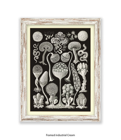 Funghi - Mushrooms Art Print