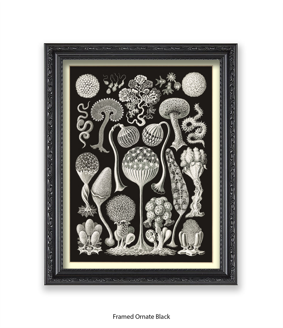 Funghi - Mushrooms Art Print