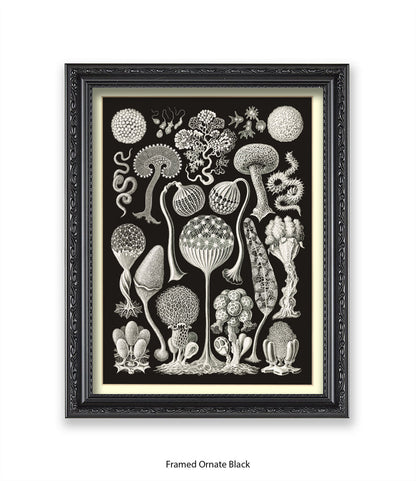 Funghi - Mushrooms Art Print