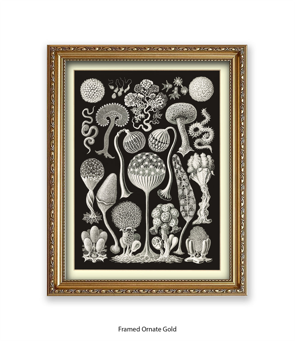 Funghi - Mushrooms Art Print