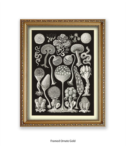 Funghi - Mushrooms Art Print