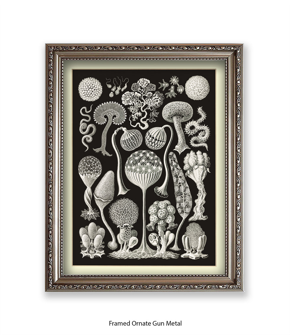 Funghi - Mushrooms Art Print