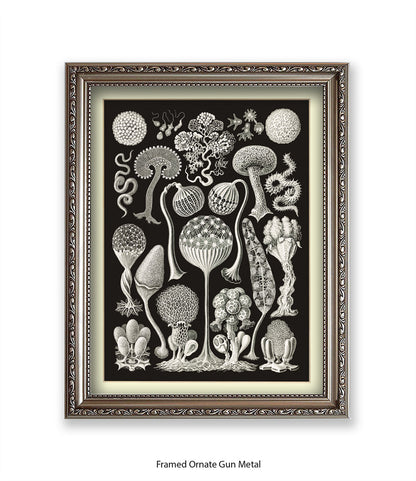 Funghi - Mushrooms Art Print