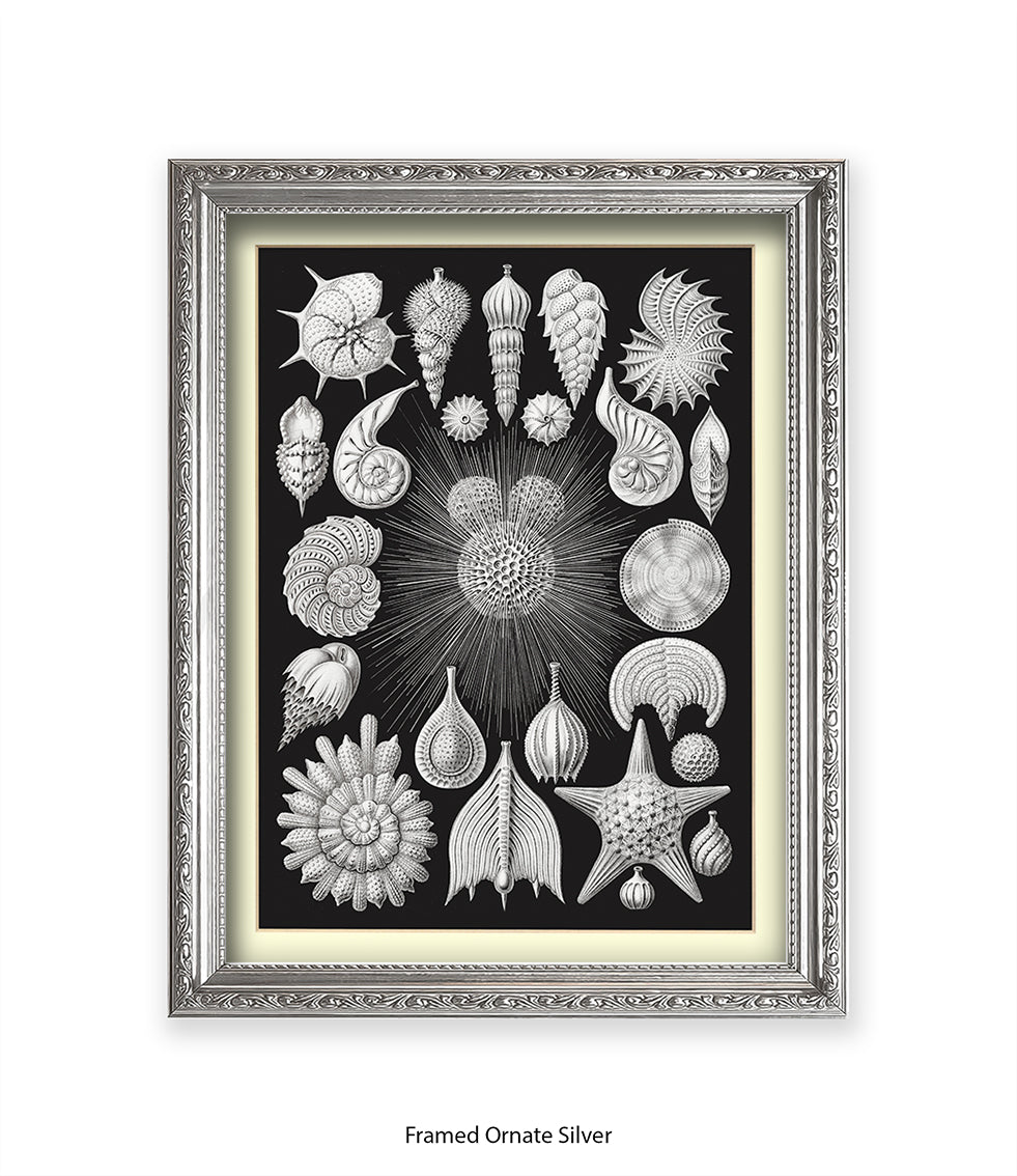 Halamophora. - Sea Shells Art Print