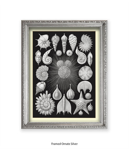 Halamophora. - Sea Shells Art Print