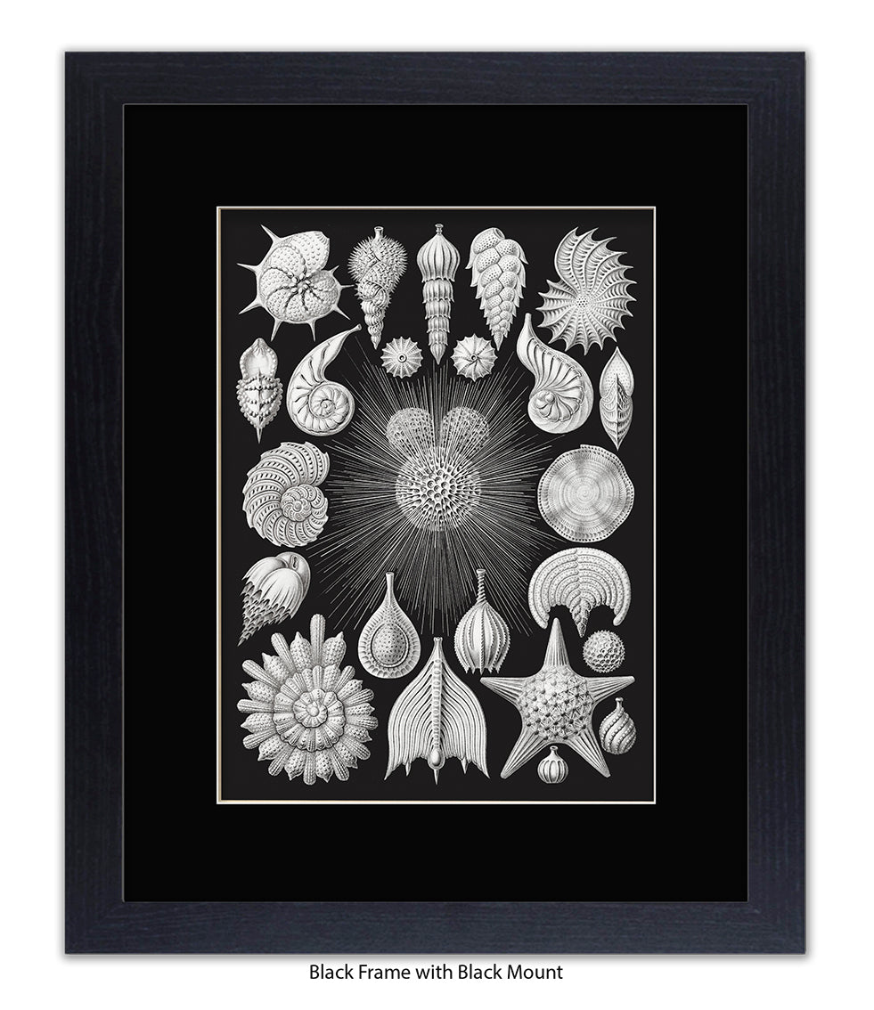 Halamophora. - Sea Shells Art Print