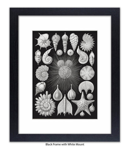 Halamophora. - Sea Shells Art Print