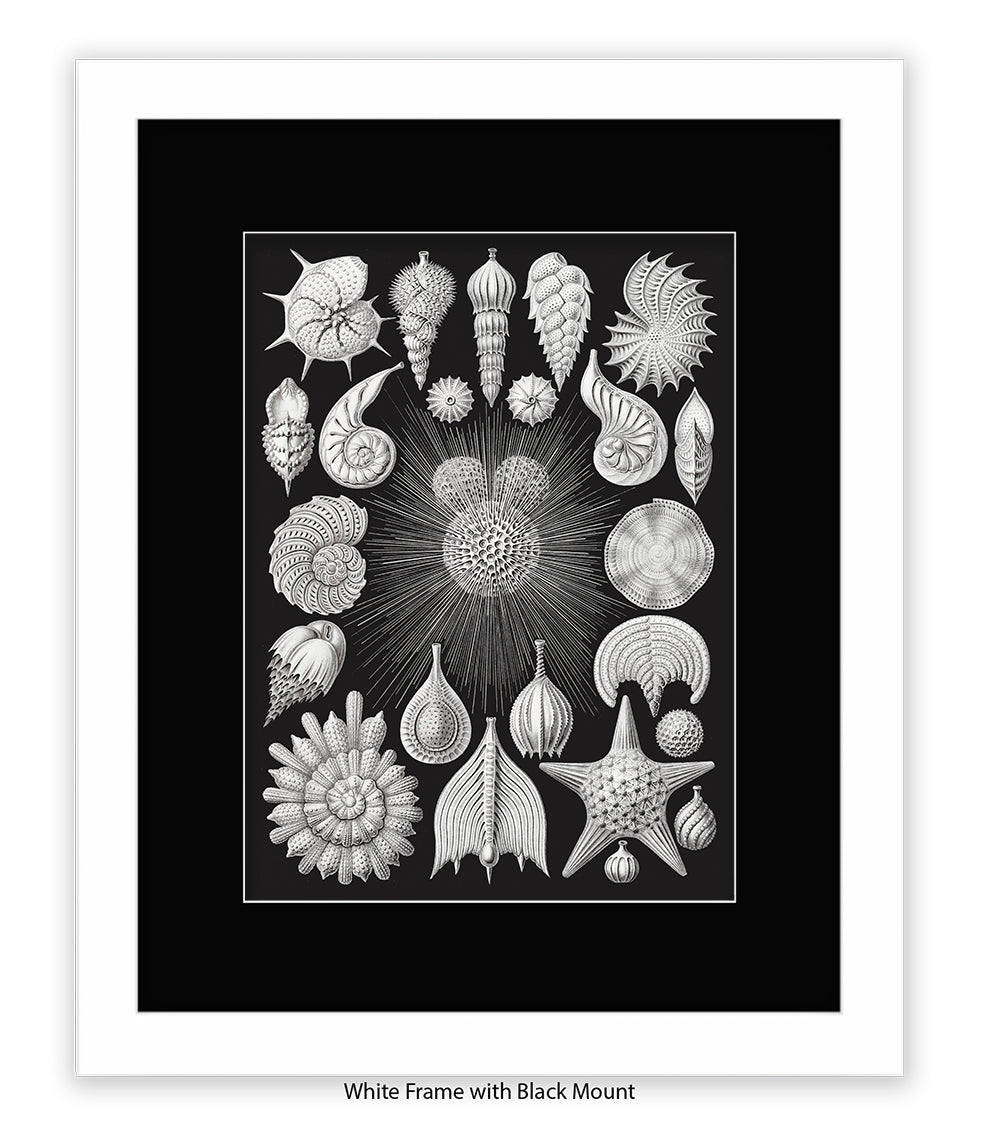 Halamophora. - Sea Shells Art Print