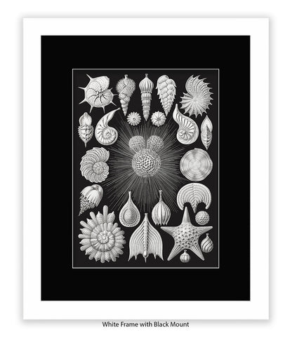Halamophora. - Sea Shells Art Print