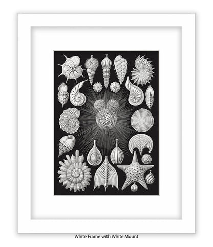 Halamophora. - Sea Shells Art Print