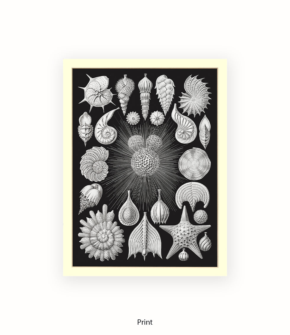 Halamophora. - Sea Shells Art Print