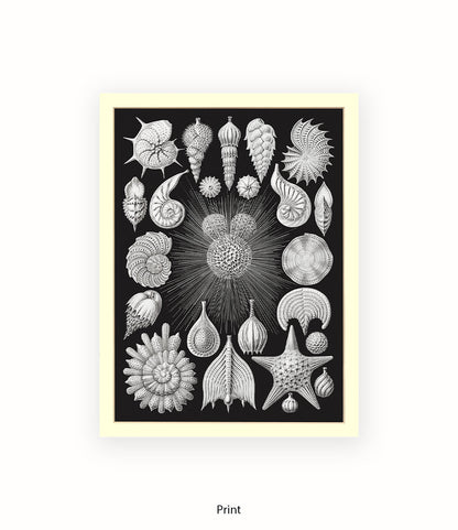 Halamophora. - Sea Shells Art Print