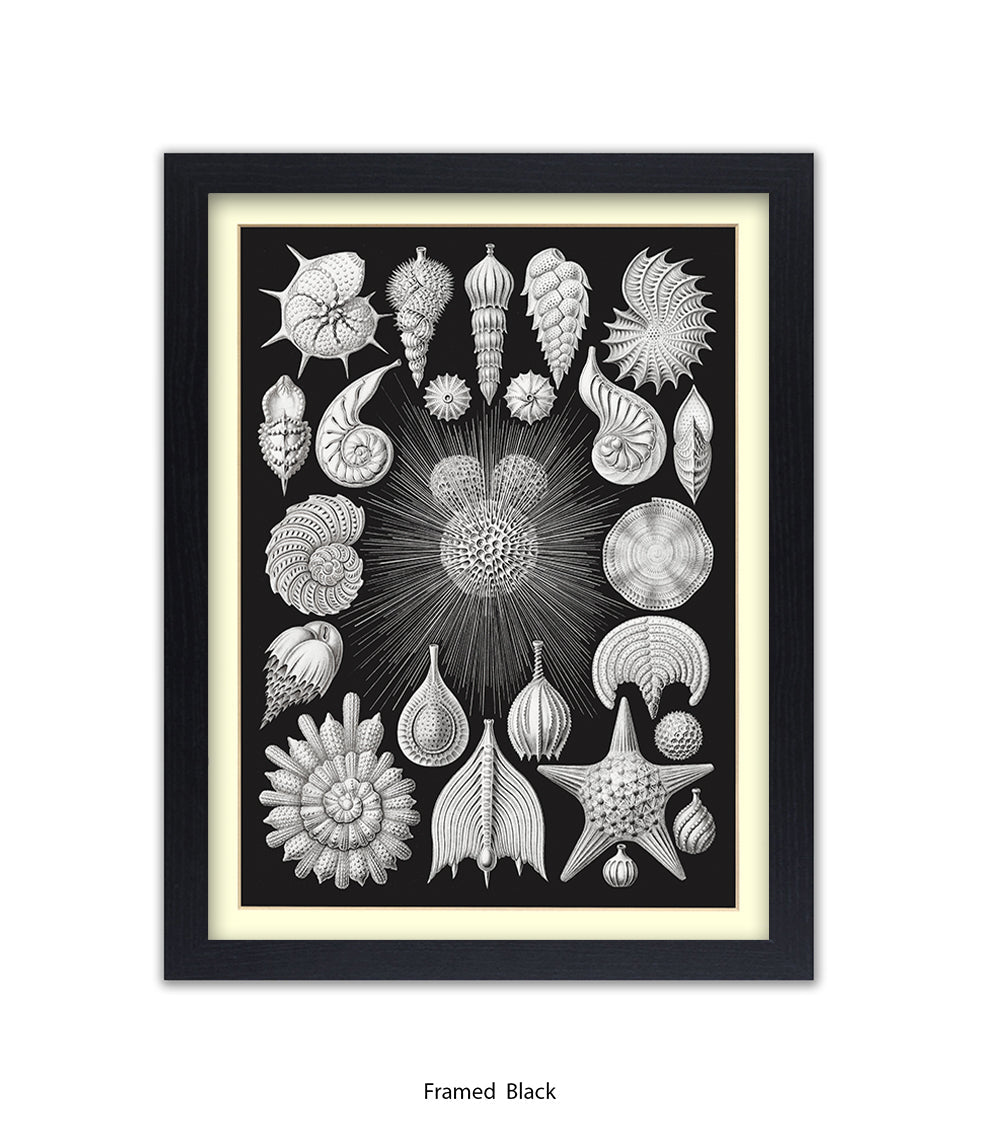 Halamophora. - Sea Shells Art Print