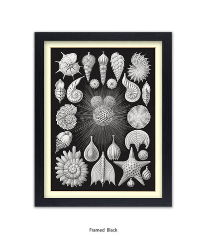 Halamophora. - Sea Shells Art Print