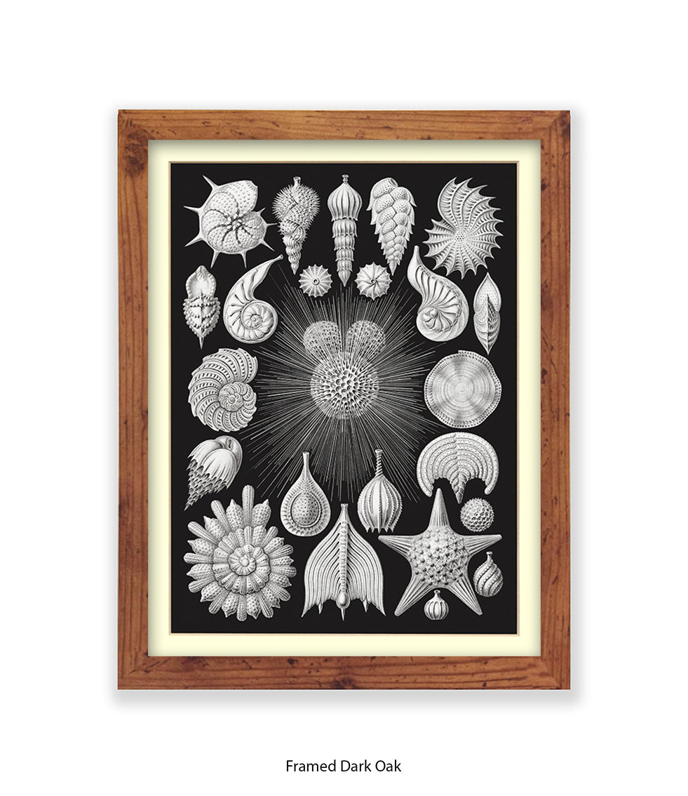 Halamophora. - Sea Shells Art Print