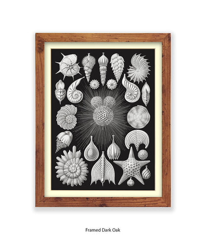 Halamophora. - Sea Shells Art Print