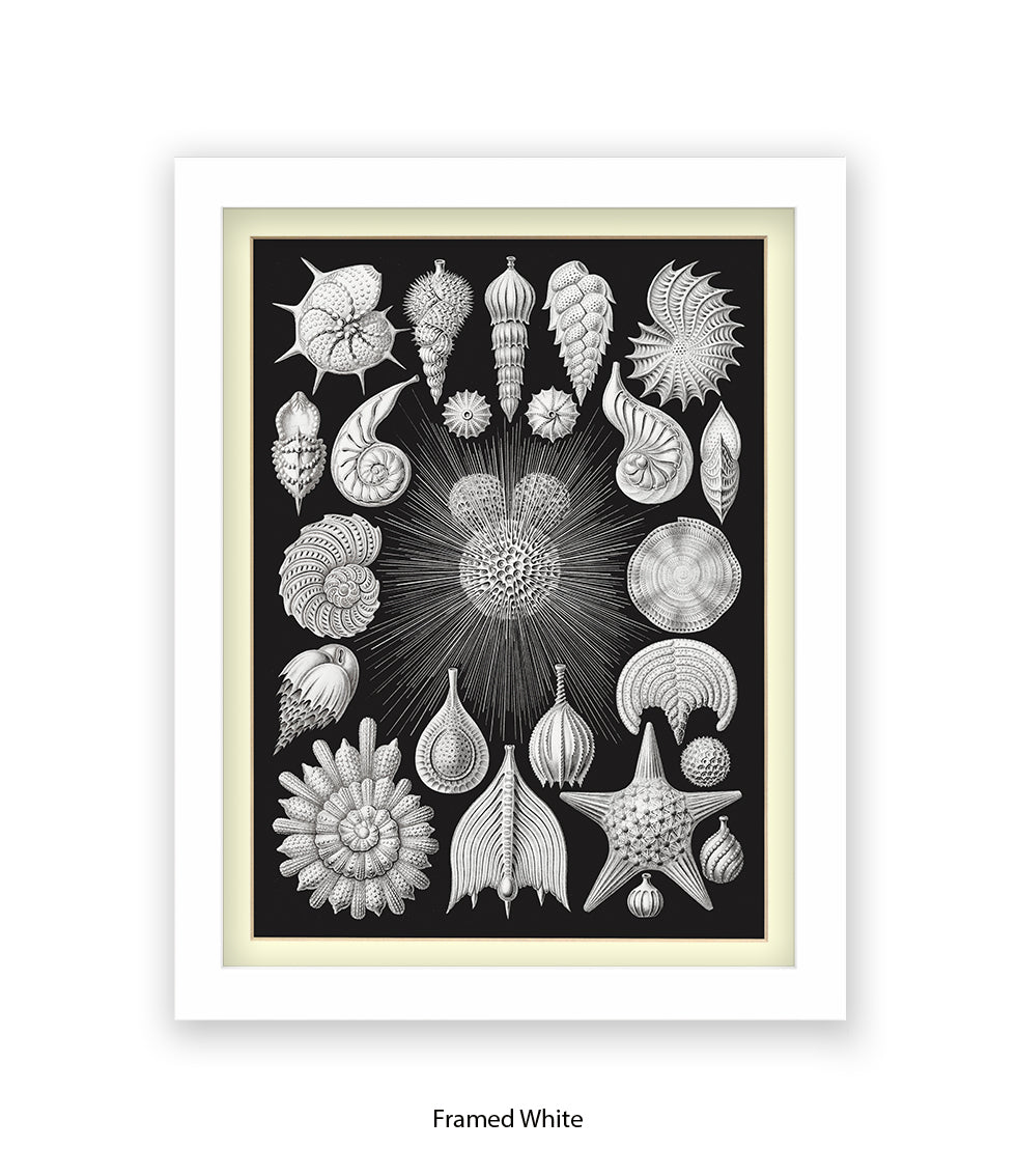 Halamophora. - Sea Shells Art Print