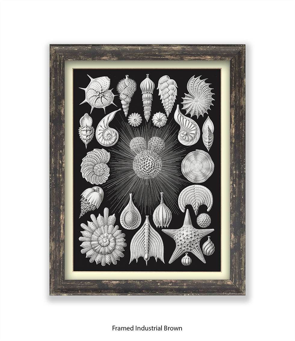 Halamophora. - Sea Shells Art Print