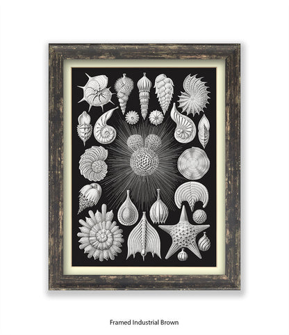 Halamophora. - Sea Shells Art Print