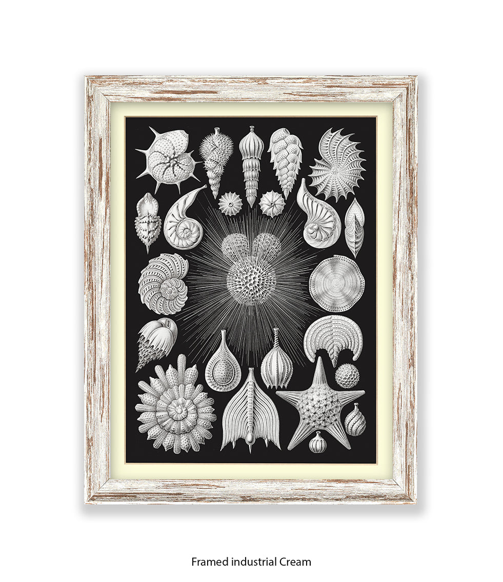 Halamophora. - Sea Shells Art Print