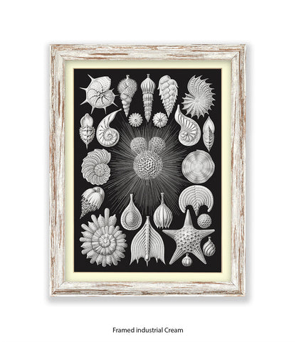 Halamophora. - Sea Shells Art Print