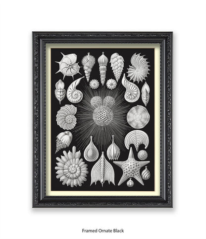 Halamophora. - Sea Shells Art Print