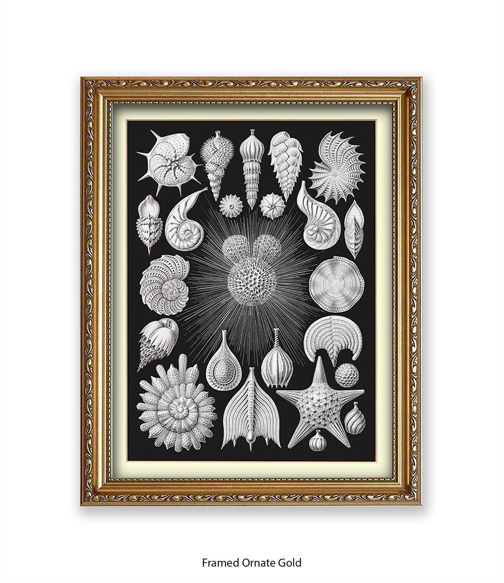 Halamophora. - Sea Shells Art Print