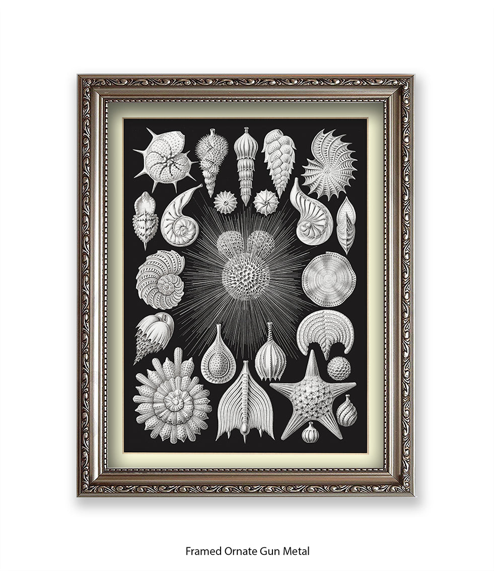 Halamophora. - Sea Shells Art Print