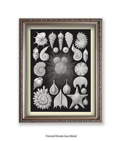 Halamophora. - Sea Shells Art Print