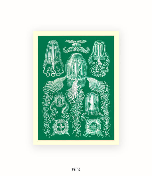 Jelly Fish Botanical Art Print