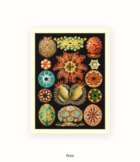 Sea Anemones Botanical Art Print
