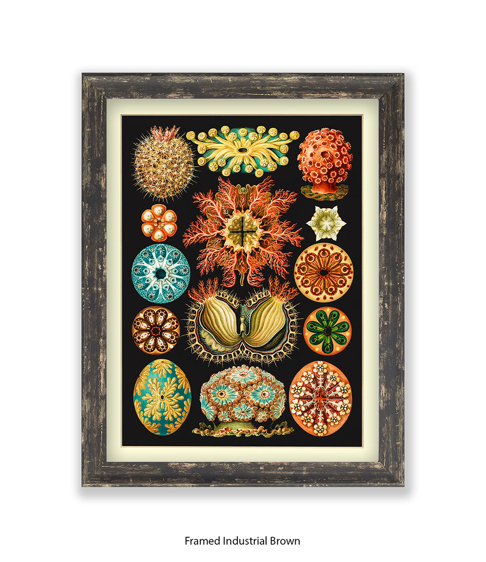 Sea Anemones Botanical Art Print