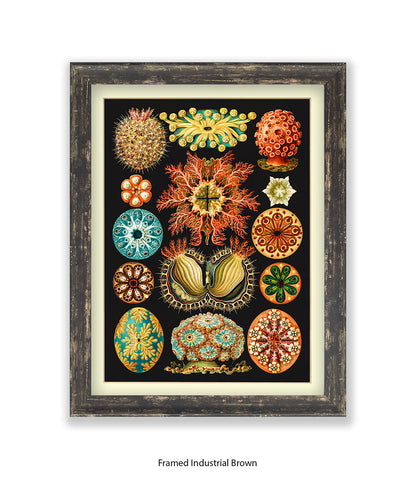 Sea Anemones Botanical Art Print