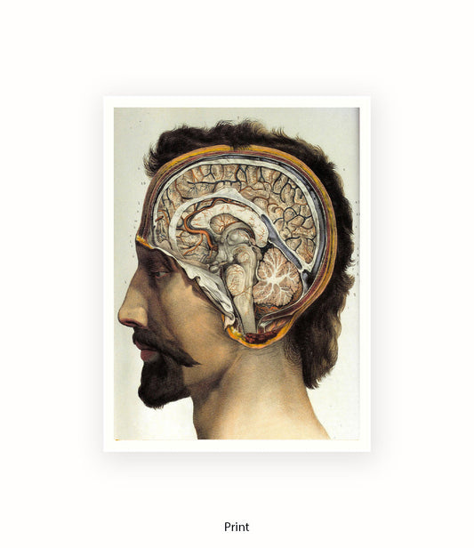 Brain Man Phrenolgy Art Print