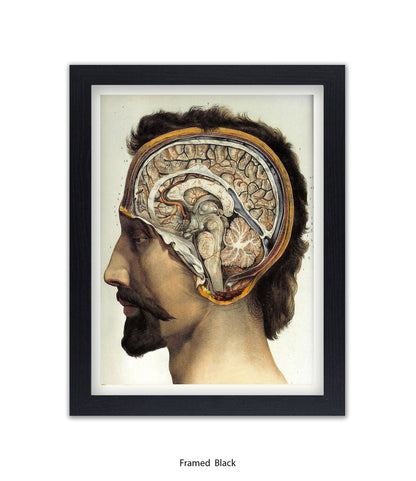 Brain Man Phrenolgy Art Print