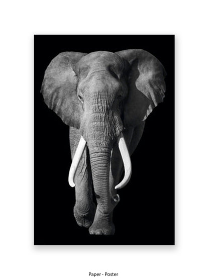 African Elephant - Black Background Giant Poster