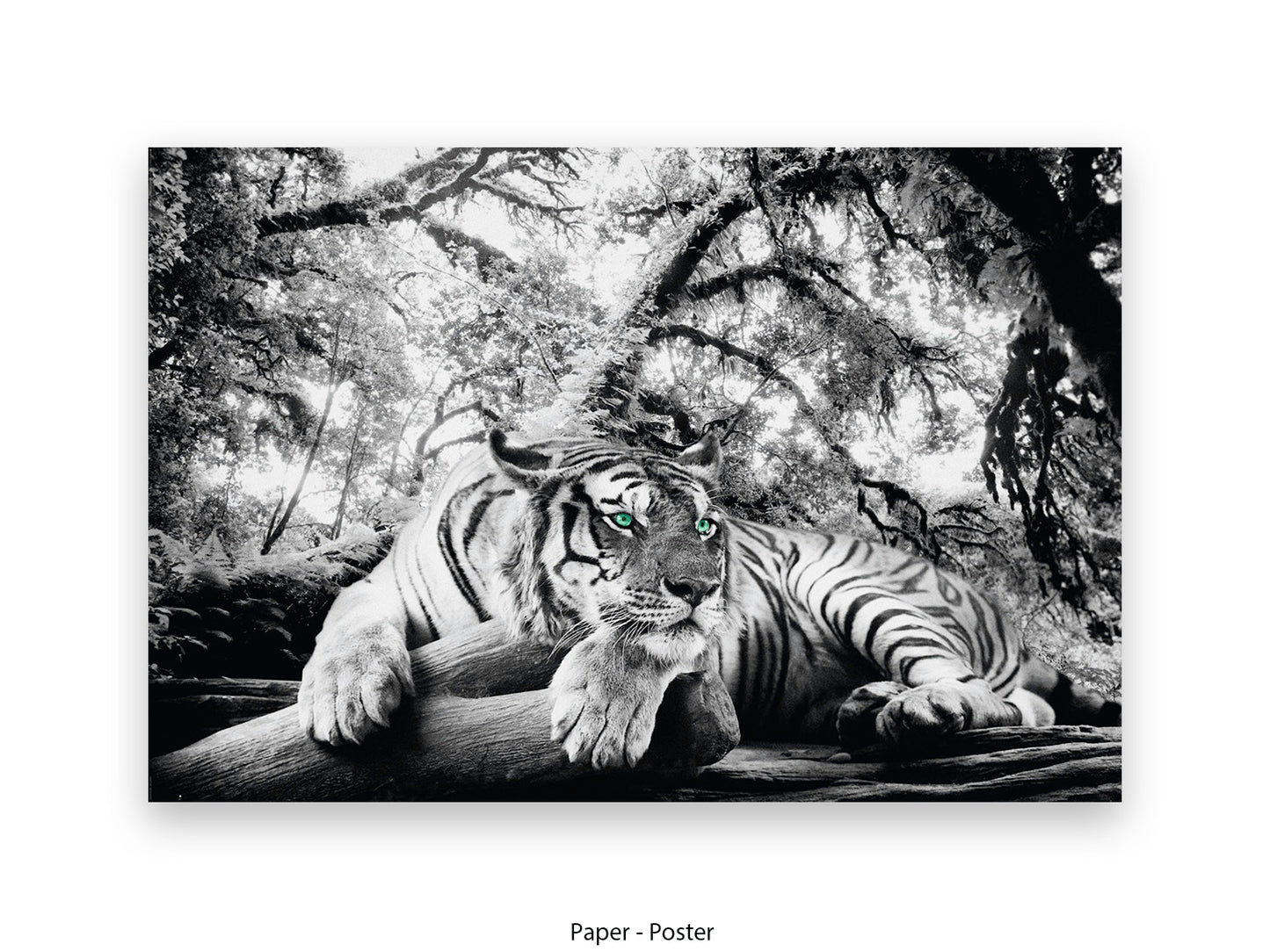 Tiger is watching you Giant Poster