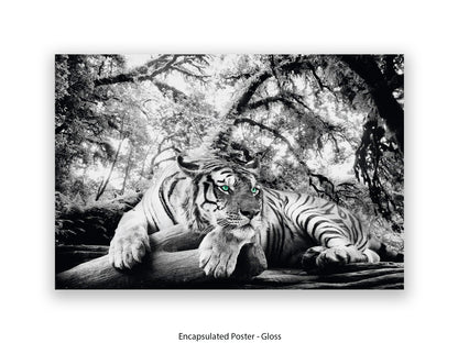 Tiger is watching you Giant Poster