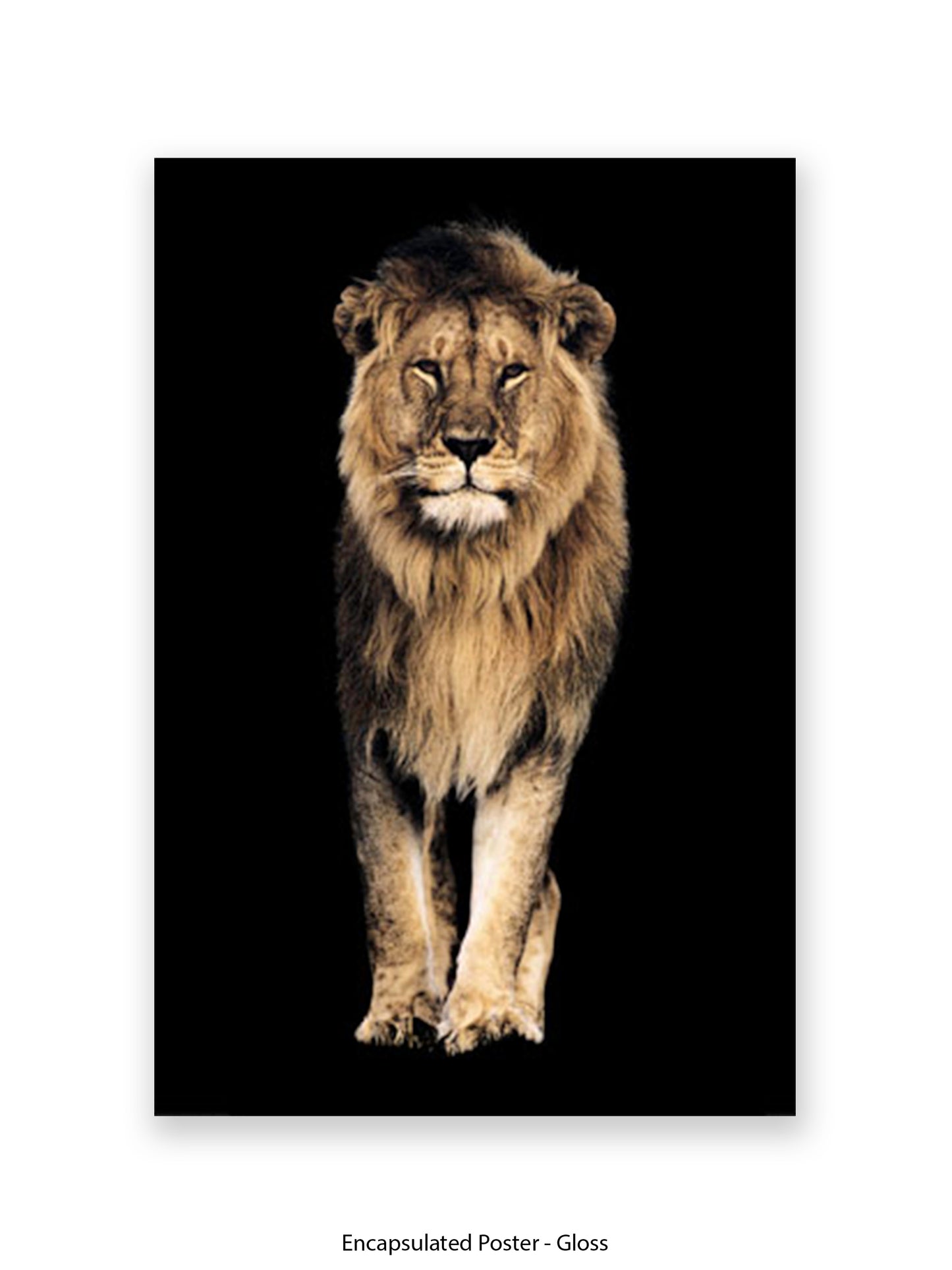 Lion King of the Jungle - Black Background Giant Poster