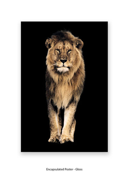 Lion King of the Jungle - Black Background Giant Poster