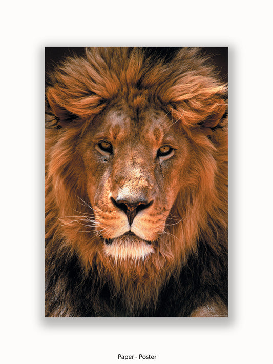 African Lion Face Poster