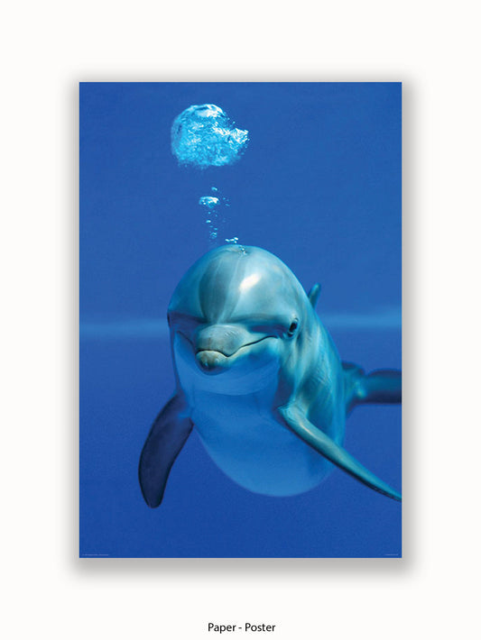 Dolphin Baby Blue Poster