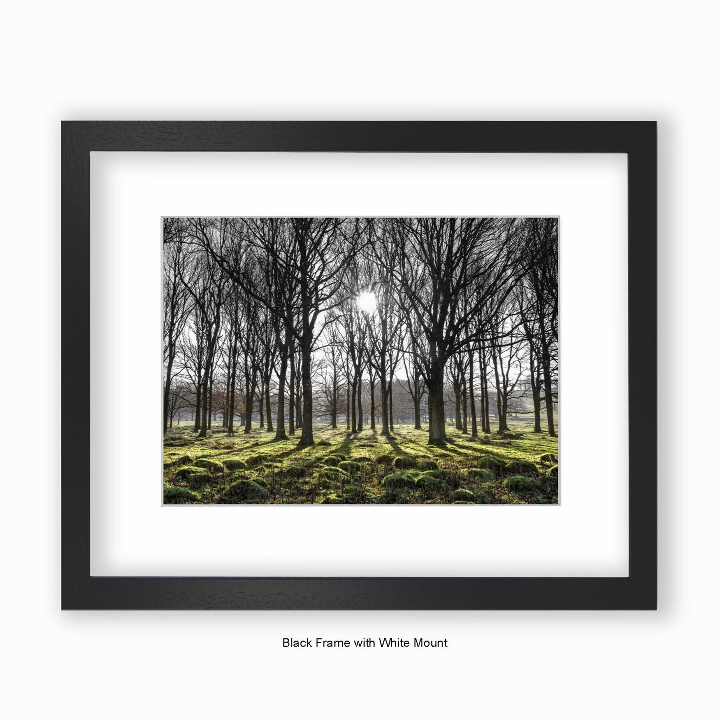 Forest Trees Sunlight In Middle - Mounted & Framed Art Print