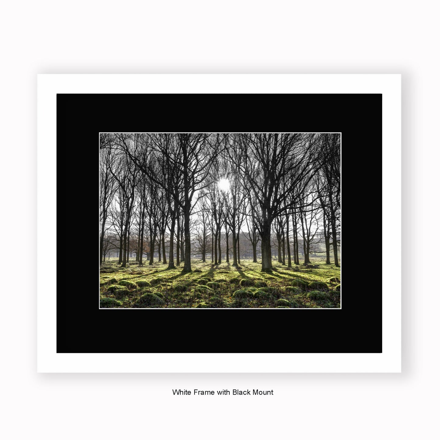 Forest Trees Sunlight In Middle - Mounted & Framed Art Print