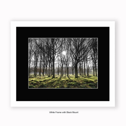 Forest Trees Sunlight In Middle - Mounted & Framed Art Print