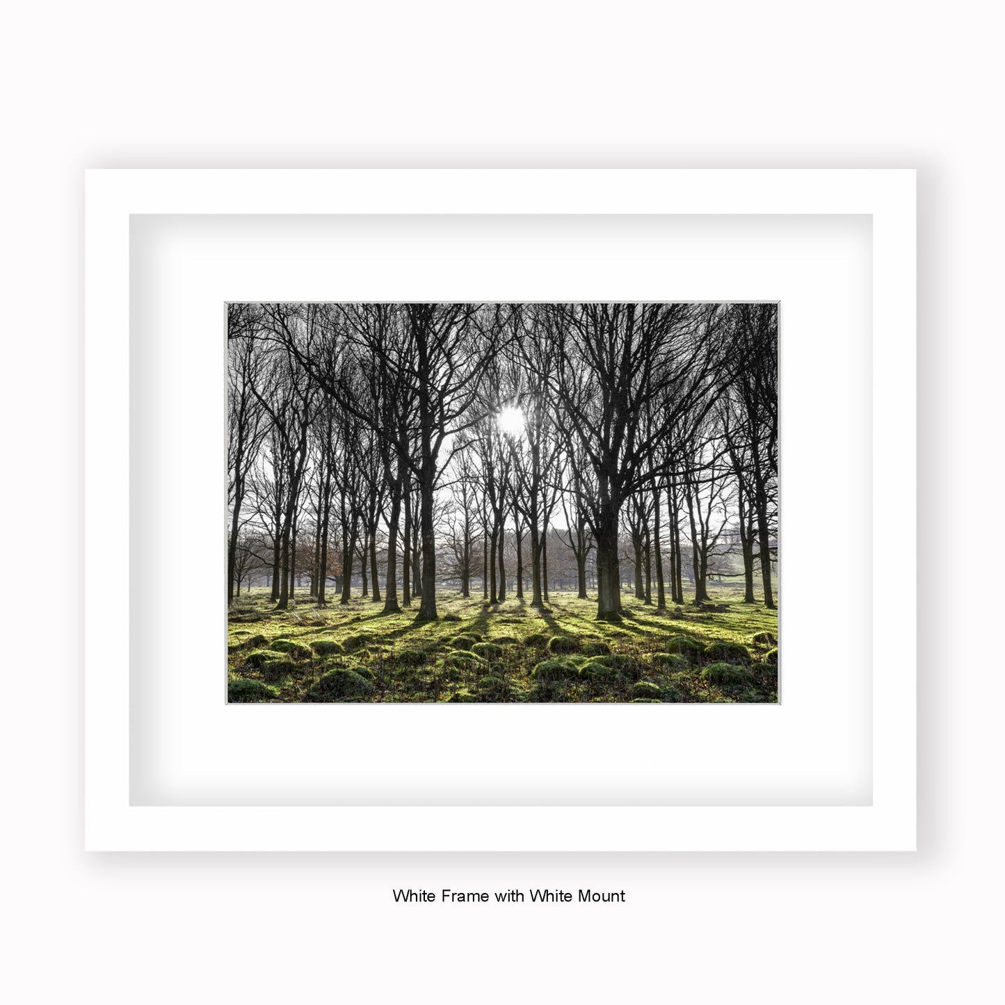 Forest Trees Sunlight In Middle - Mounted & Framed Art Print