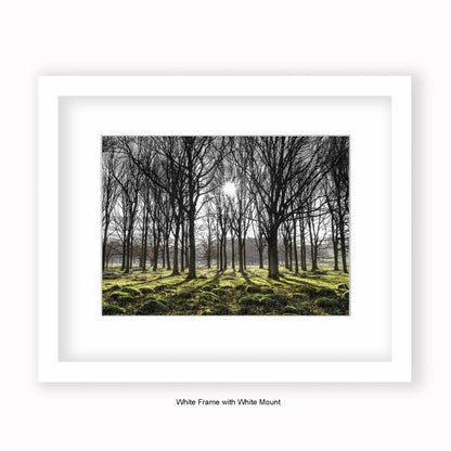 Forest Trees Sunlight In Middle - Mounted & Framed Art Print