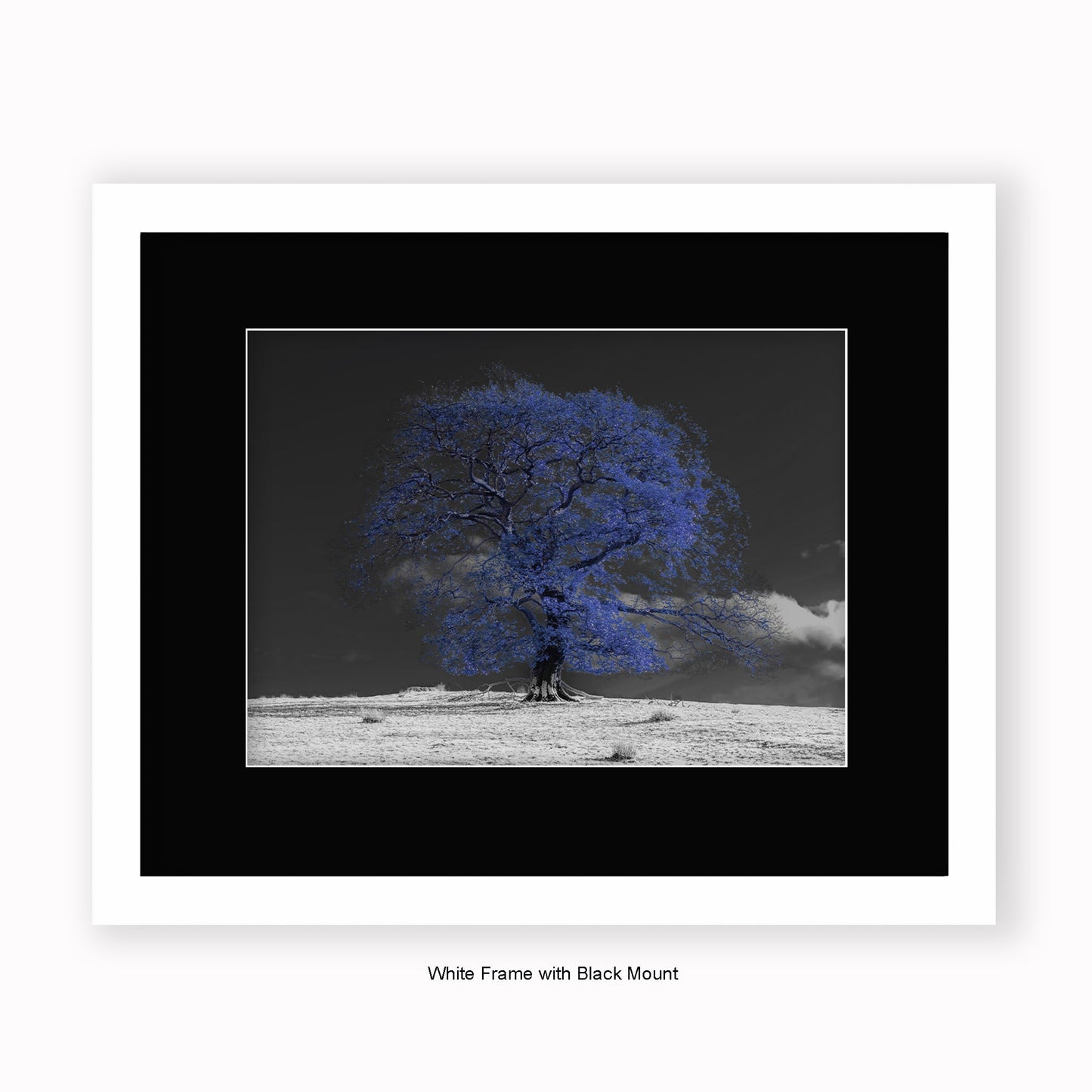 Blue Tree b/w Background - Mounted & Framed Art Print