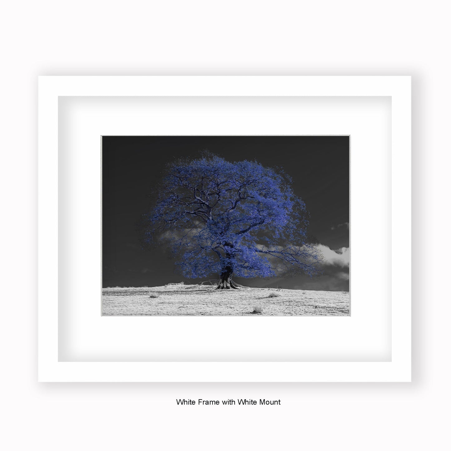 Blue Tree b/w Background - Mounted & Framed Art Print