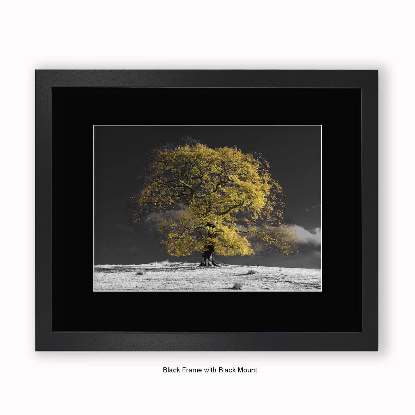 Natural Tree b/w background - Mounted & Framed Art Print